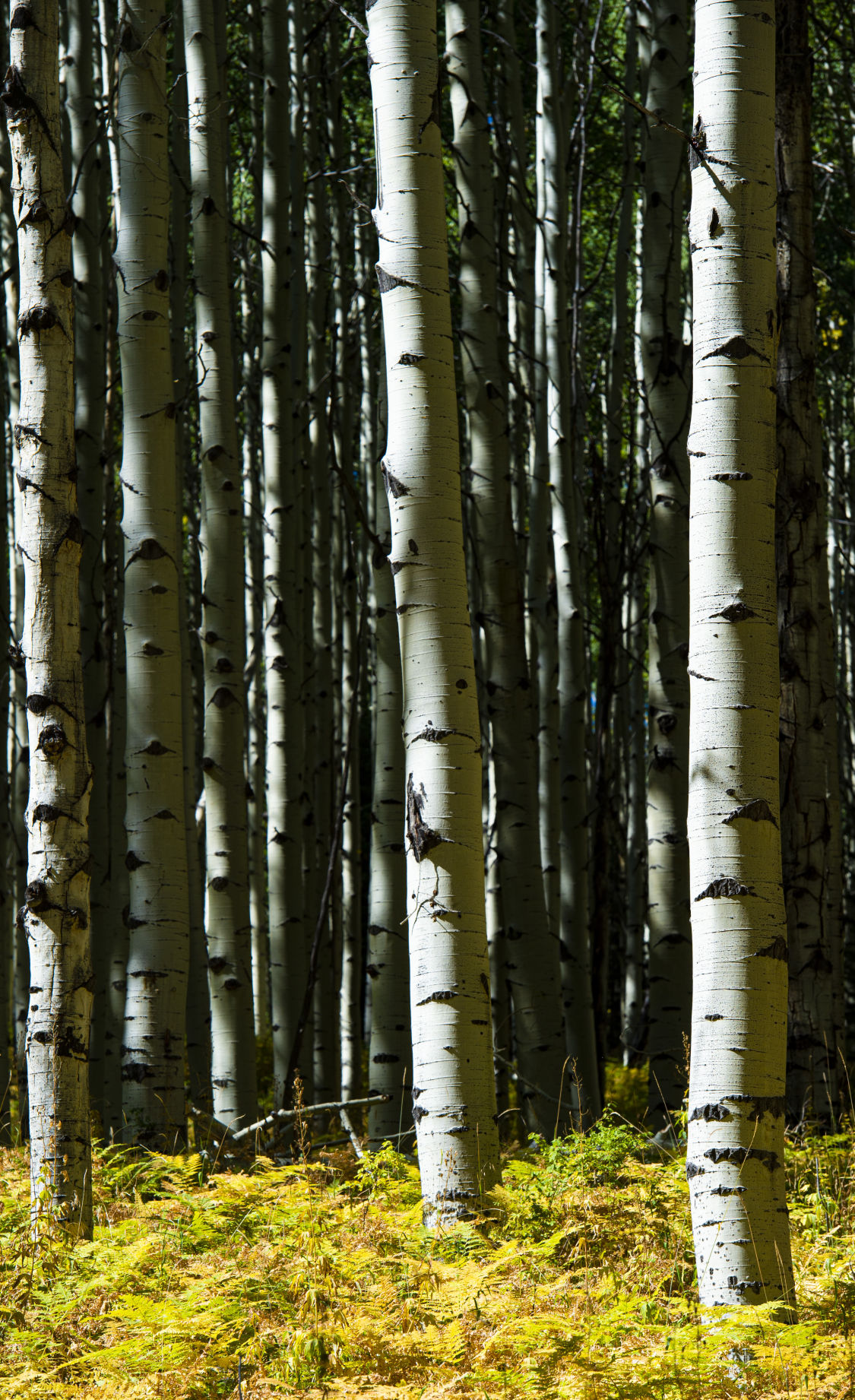 09_24_19 crested butte0712.jpg